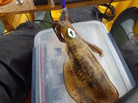 あおりいか一杯だけとは…